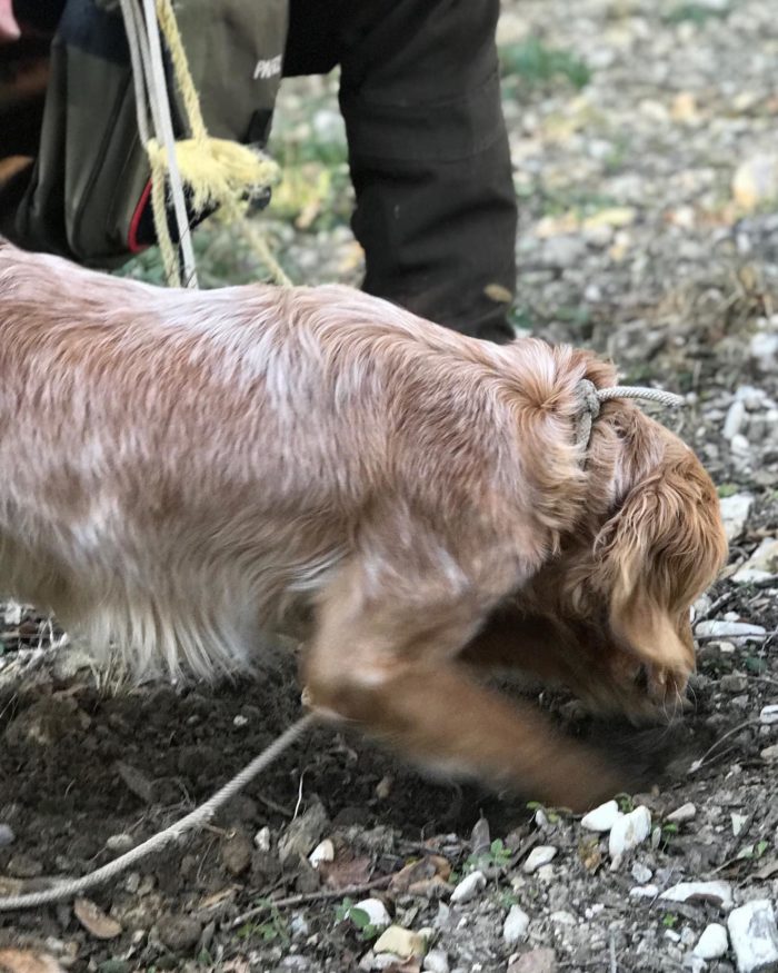 La journée truffée - The truffle tour – Image 2